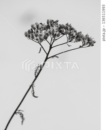 Winter Meadow in Monochrome 136511993