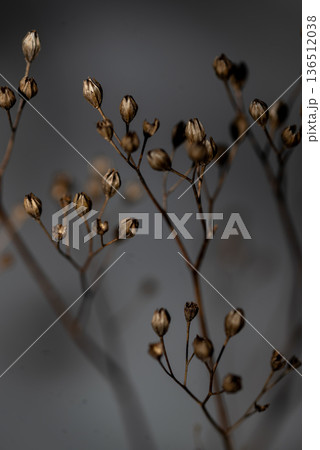 Dry Winter Seed Pods in Soft Natural Light 136512038