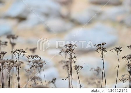 Frozen Meadow Silhouettes Frozen Meadow Silhouettes 136512141