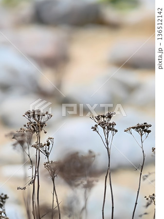 Winter Meadow in Soft Light 136512142