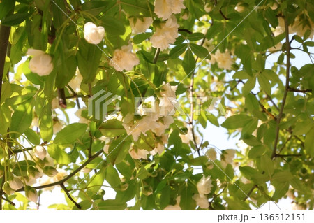 白いモッコウバラ 136512151