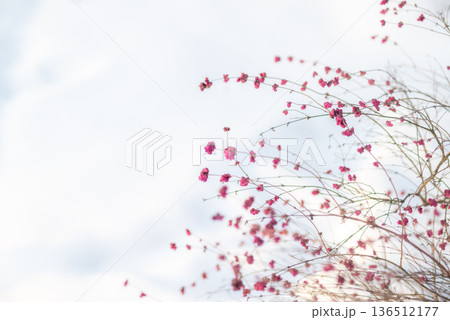 Delicate Pink Wildflowers in Soft Light Delicate Pink Wildflowers in Soft Light 136512177