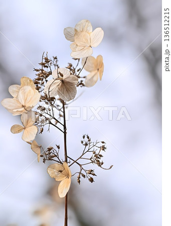 Winter Light on Hydrangea Winter Light on Hydrangea 136512215