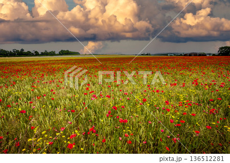 red poppies fields in Normandy, france 136512281
