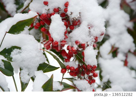 雪と南天 136512282