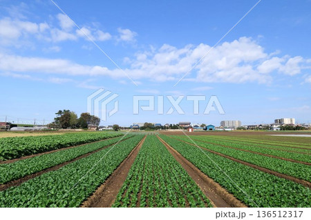 秋の郊外の小松菜畑風景 136512317