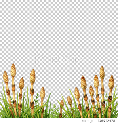 和風・春のつくし背景イラスト 136512478