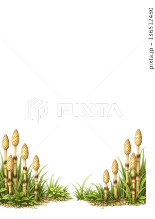 白背景に映えるつくしの植物素材 136512480