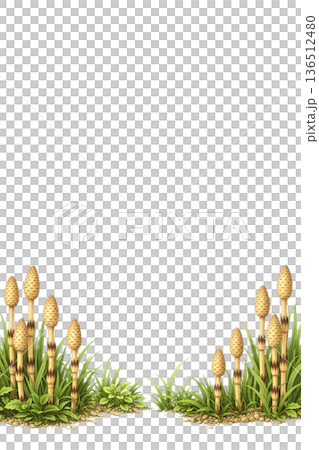 白背景に映えるつくしの植物素材 136512480