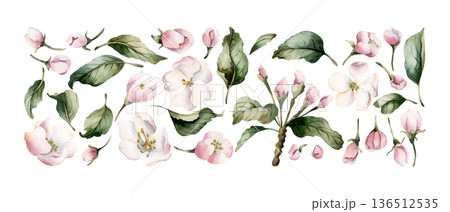 Apple blossom Set spring flowers bud branch. Cherry Sakura Blooming Watercolor hand drawn floral illustration isolated on white background Easter design fresh print cosmetic package porcelain crockery 136512535