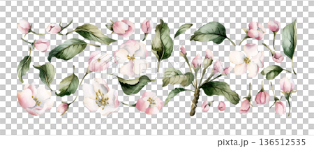 Apple blossom Set spring flowers bud branch. Cherry Sakura Blooming Watercolor hand drawn floral illustration isolated on white background Easter design fresh print cosmetic package porcelain crockery 136512535