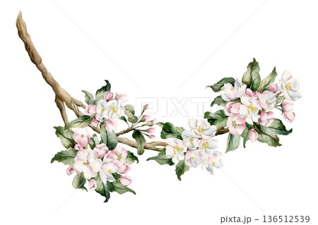 Apple blossom branch, spring flowers buds. Cherry Sakura Blooming Watercolor hand drawn floral illustration isolated on white background Easter design fresh print cosmetic package porcelain crockery 136512539