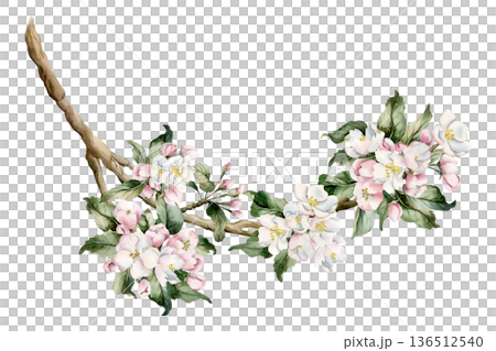 Apple blossom branch, spring flowers buds. Cherry Sakura Blooming Watercolor hand drawn floral illustration isolated on white background Easter design fresh print cosmetic package porcelain crockery 136512540