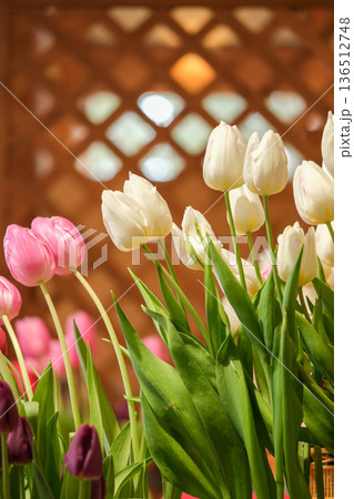格子の前のチューリップ 格子の前のチューリップ 136512748