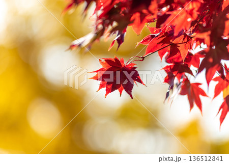 Red maple leaves in autumn sunlight with golden bokeh 136512841