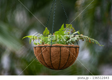 Hanging fern basket planter with coconut coir liner Hanging fern basket planter with coconut coir liner 136512843