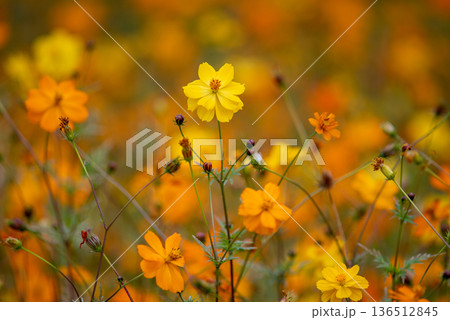 Yellow and orange cosmos wildflowers with warm bokeh 136512845