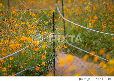Winding path through orange wildflower meadow with rope fence Winding path through orange wildflower meadow with rope fence 136512846