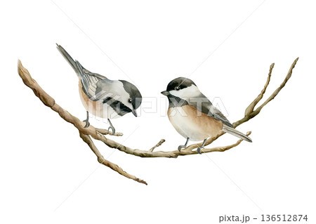Birds on the branch Black capped Chickadee. Watercolor hand drawn illustration isolated on white background Easter decor spring design cottagecore rustic card poster rural print home textile Birds on the branch Black capped Chickadee. Watercolor hand drawn illustration isolated on white background Easter decor spring design cottagecore rustic card poster rural print home textile 136512874
