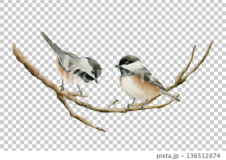 Birds on the branch Black capped Chickadee. Watercolor hand drawn illustration isolated on white background Easter decor spring design cottagecore rustic card poster rural print home textile Birds on the branch Black capped Chickadee. Watercolor hand drawn illustration isolated on white background Easter decor spring design cottagecore rustic card poster rural print home textile 136512874