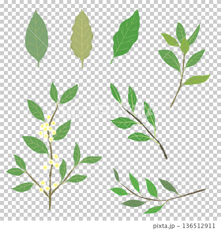 月桂葉變體插圖，包含月桂枝、葉子和花朵。 136512911
