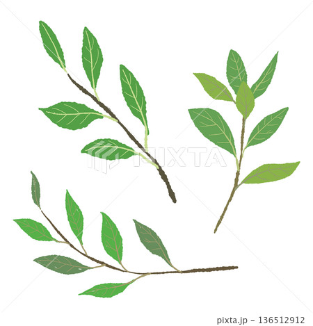 複数のローリエの枝のイラスト フレッシュハーブの素材セット 複数のローリエの枝のイラスト フレッシュハーブの素材セット 136512912