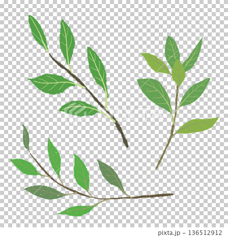 複数のローリエの枝のイラスト フレッシュハーブの素材セット 複数のローリエの枝のイラスト フレッシュハーブの素材セット 136512912