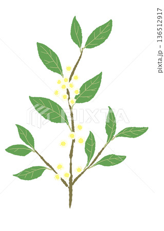 花が咲いたローリエの枝のイラスト 黄色い小花がついた月桂樹 花が咲いたローリエの枝のイラスト 黄色い小花がついた月桂樹 136512917