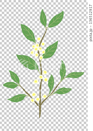 花が咲いたローリエの枝のイラスト 黄色い小花がついた月桂樹 花が咲いたローリエの枝のイラスト 黄色い小花がついた月桂樹 136512917