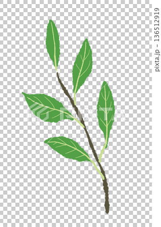 A simple illustration of a bay leaf branch. Easy to use for decorations and illustrations. A simple illustration of a bay leaf branch. Easy to use for decorations and illustrations. 136512919