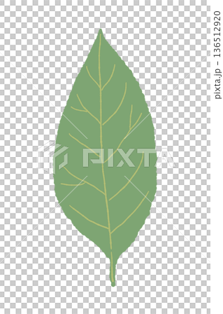 Illustration of a bay leaf from the front. A beautiful bay leaf with visible veins. Illustration of a bay leaf from the front. A beautiful bay leaf with visible veins. 136512920
