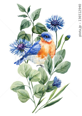 Bluebird with cornflower watercolor illustration isolated spring botanical composition with blue blossoms and green leaves Bluebird with cornflower watercolor illustration isolated spring botanical composition with blue blossoms and green leaves 136512940