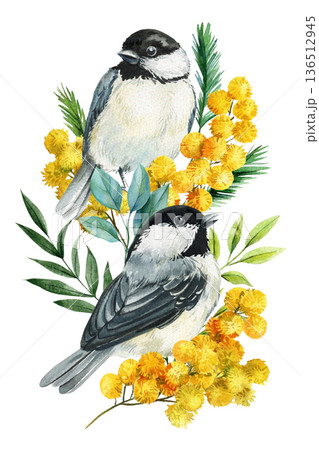Chickadee birds with mimosa flowers watercolor illustration isolated on white spring botanical pair clipart for invitations 136512945