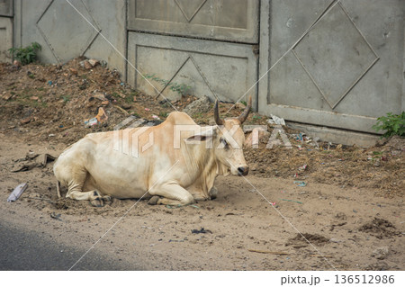 Cow resting in littered urban lot near concrete wall in Jaipur, India Cow resting in littered urban lot near concrete wall in Jaipur, India 136512986