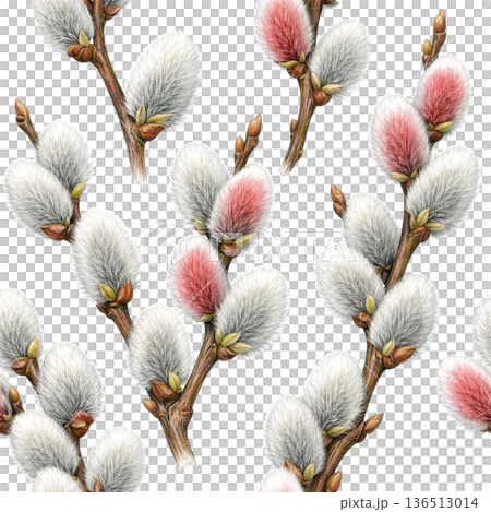 Delicate watercolor illustration of pussy willow 136513014