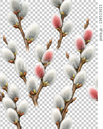 在白色背景下格外醒目的柳枝 136513015