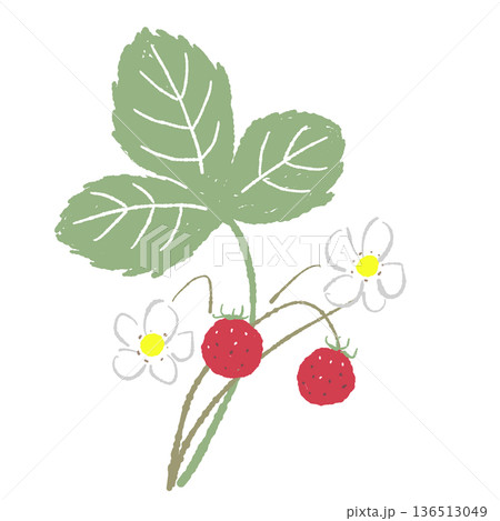 一本のワイルドストロベリーの枝のイラスト 可憐な花と実の素材 136513049