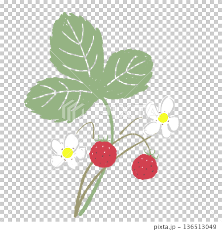 一本のワイルドストロベリーの枝のイラスト 可憐な花と実の素材 136513049