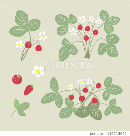 ワイルドストロベリーのパーツセットイラスト（背景あり） 可愛い野イチゴの素材 136513052