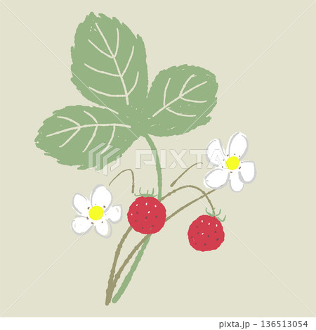 一本のワイルドストロベリーの枝のイラスト(背景あり) 縦長のデザイン素材 一本のワイルドストロベリーの枝のイラスト(背景あり) 縦長のデザイン素材 136513054