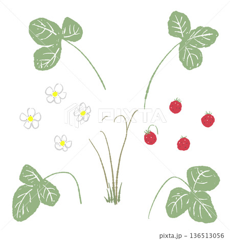 左右に広がったワイルドストロベリーの株のイラスト 装飾的な植物素材 左右に広がったワイルドストロベリーの株のイラスト 装飾的な植物素材 136513056