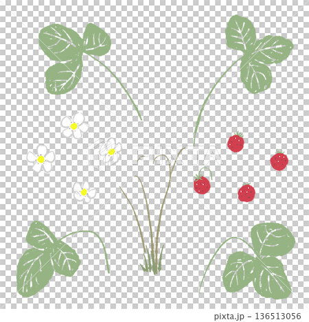 左右に広がったワイルドストロベリーの株のイラスト 装飾的な植物素材 左右に広がったワイルドストロベリーの株のイラスト 装飾的な植物素材 136513056