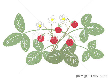 横に広がるワイルドストロベリーのイラスト フッターや飾りに使える植物素材 136513057