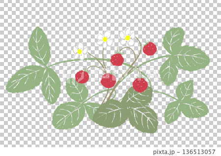横に広がるワイルドストロベリーのイラスト フッターや飾りに使える植物素材 136513057