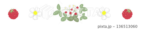 ワイルドストロベリーのライン飾り罫イラスト シンプルな実と花の帯素材 136513060