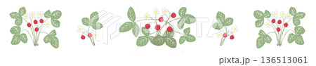 ワイルドストロベリーのライン飾り罫イラスト 葉が茂った賑やかな帯素材 136513061