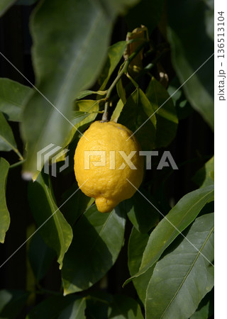 街角の風景 レモン スケッチ写真 街角の風景 レモン スケッチ写真 136513104