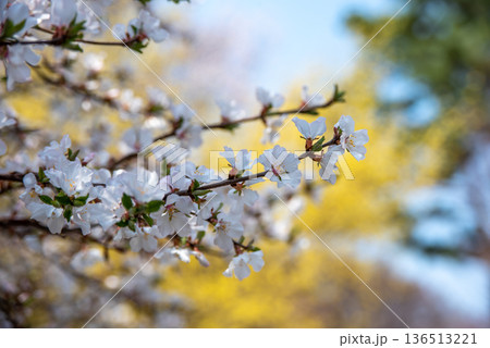 Cherry Blossoms in Springtime 136513221