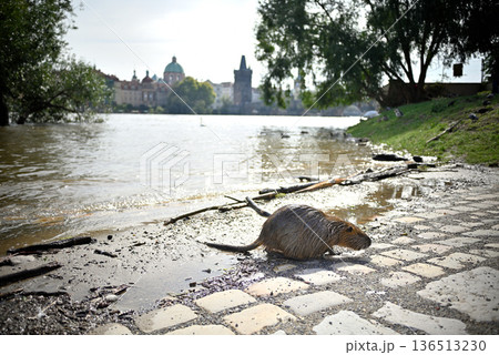Nutria in Vltava river in Prague, Czech Republic Nutria in Vltava river in Prague, Czech Republic 136513230
