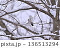 エナガ　雪の中を飛ぶ元気なエナガ 136513294
